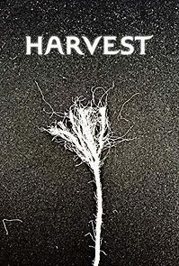 Watch Harvest