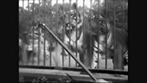 Watch Tigres