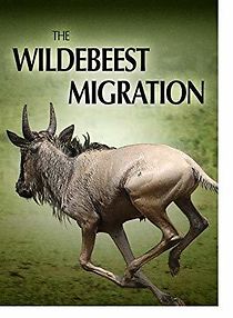 Watch The Wildebeest Migration