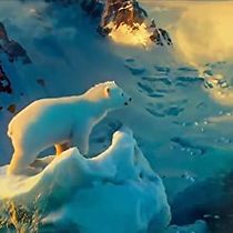 Watch The Polar Bears