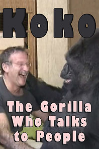 Watch Koko: The Gorilla Who Talks to People
