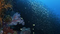 Watch Wild Window: Bejeweled Fishes