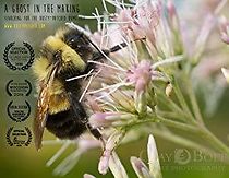 Watch A Ghost in the Making: Searching for the Rusty-patched Bumble Bee