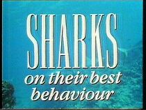 Watch Sharks on their Best Behavior