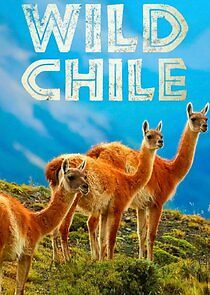 Watch Wild Chile