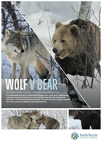 Watch Wolf vs Bear
