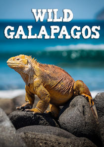 Watch Wild Galapagos