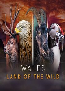 Watch Wales: Land of the Wild