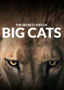 Watch The Secret Lives of Big Cats