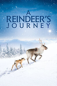 Watch A Reindeer's Journey