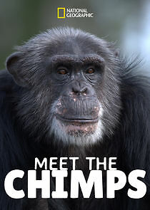 Watch Meet the Chimps