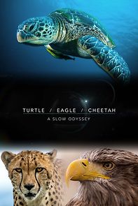 Watch Turtle, Eagle, Cheetah: A Slow Odyssey