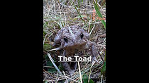 Watch The Toad