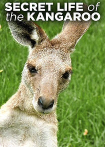 Watch Secret Life of the Kangaroo