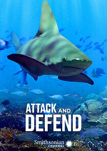 Watch Attack and Defend