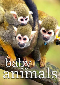 Watch Baby Animals