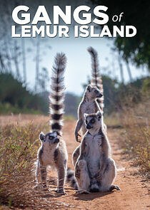 Watch Gangs of Lemur Island