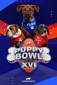 Watch Puppy Bowl XVI (TV Special 2020)