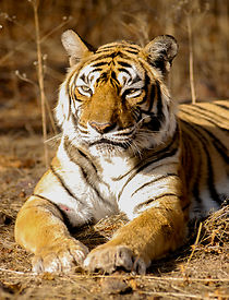 Watch The World's Most Famous Tiger