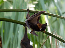 Watch Incredible Bats