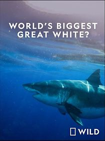 Watch World's Biggest Great White Shark (TV Special 2019)