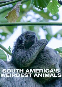Watch South Americas Weirdest Animals