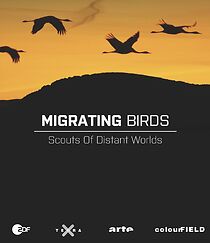 Watch Migrating Birds - Scouts of Distant Worlds
