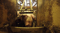 Watch The Secret Lives of Pigs
