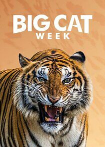 Watch Big Cat Week