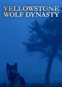 Watch Yellowstone Wolf Dynasty