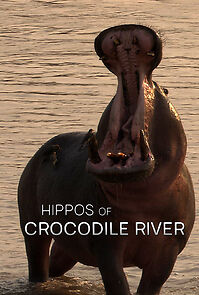 Watch Hippos of Crocodile River