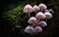 Watch Fungi: The Web of Life