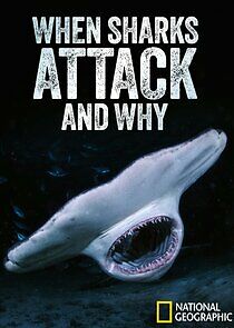 Watch When Sharks Attack... And Why