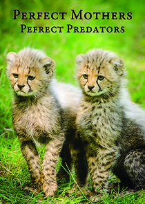 Watch Perfect Mothers, Perfect Predators