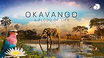 Watch Okavango: A Flood of Life