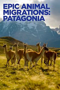 Watch Epic Animal Migrations: Patagonia (TV Special 2023)
