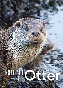 Watch The Shetland Otters