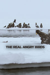 Watch The Real Angry Birds