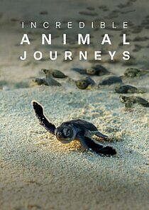 Watch Incredible Animal Journeys