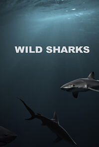 Watch Wild Sharks