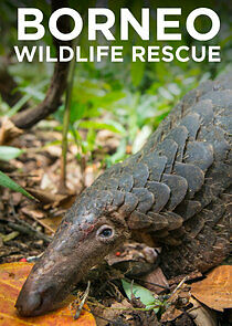 Watch Borneo Wildlife Rescue