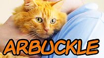 Watch Arbuckle: A Garfield Fan Film (Short 2019)