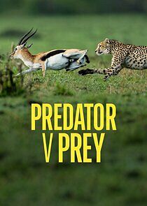 Watch Predator v Prey