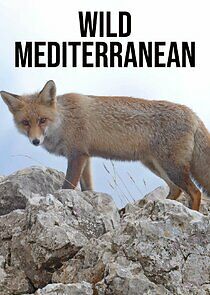 Watch Wild Mediterranean