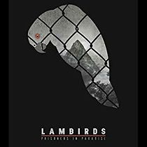 Watch The Lambirds