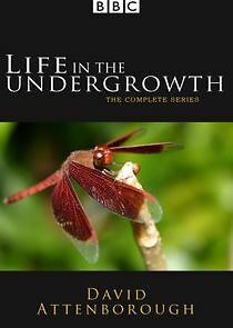 Watch Life in the Undergrowth
