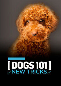 Watch Dogs 101: New Tricks