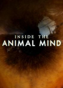 Watch Inside the Animal Mind