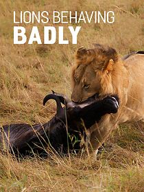 Watch Lions Behaving Badly