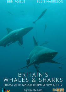 Watch Britain's Whales and Sharks